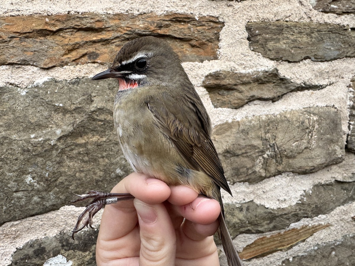 ノゴマ - ML644258382