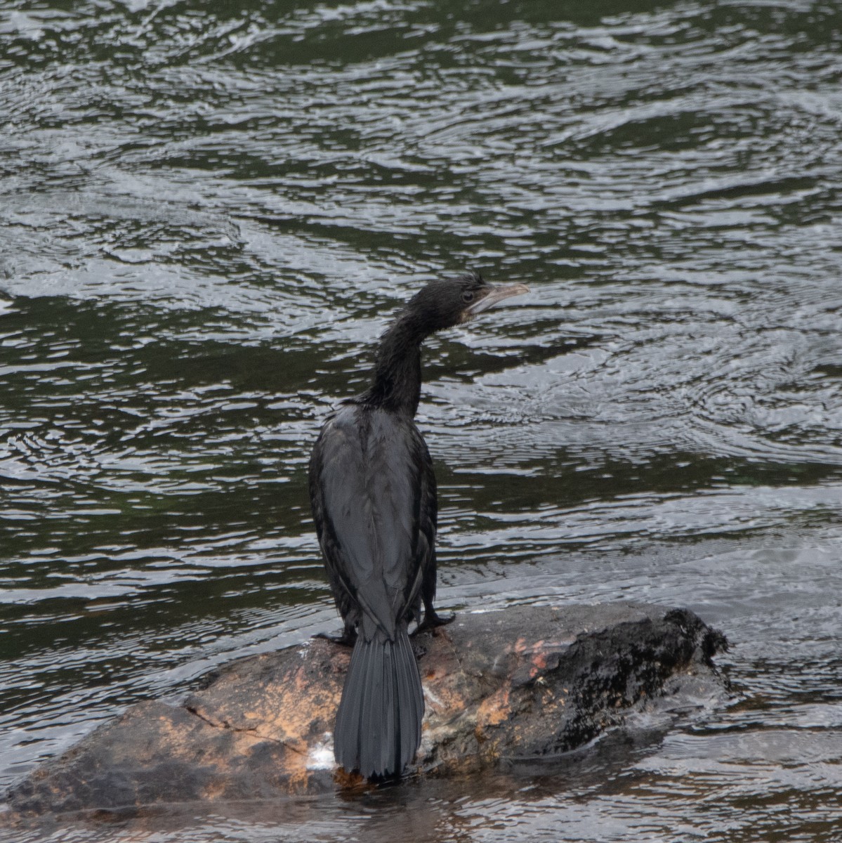 アジアコビトウ - ML644258383