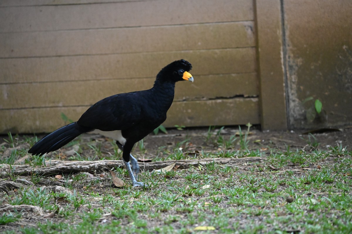 Black Curassow - ML644258385
