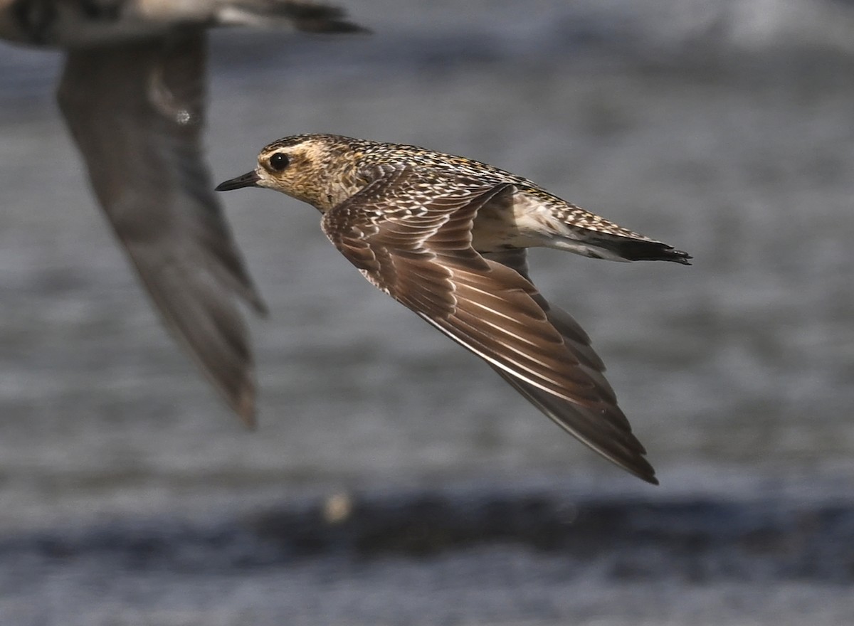 Pacific Golden-Plover - ML644258402