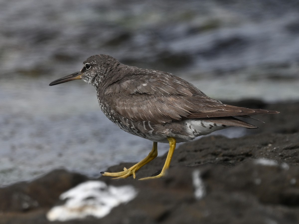 Wandering Tattler - ML644258404