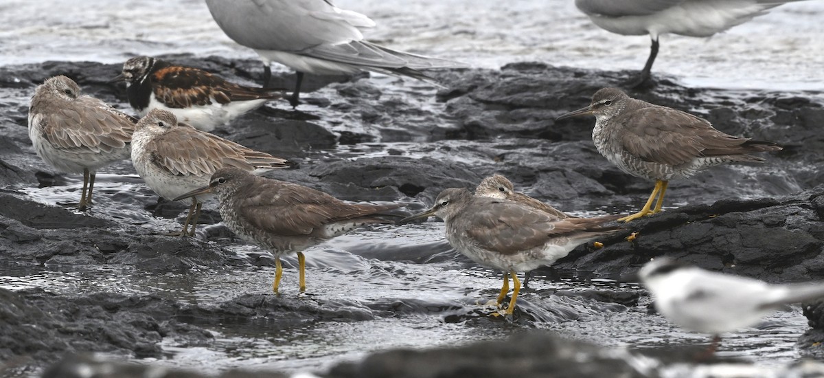 Wandering Tattler - ML644258405