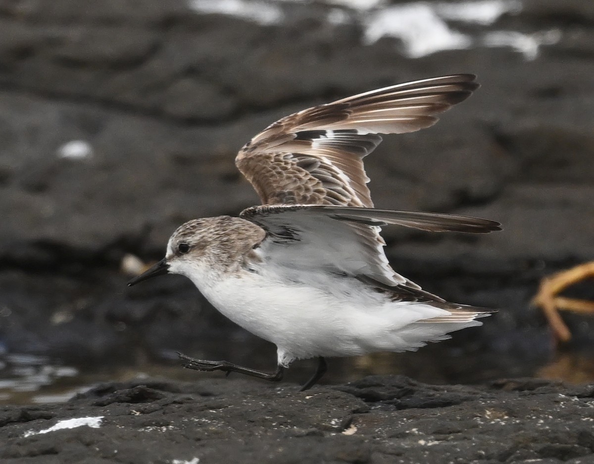 Red-necked Stint - ML644258412