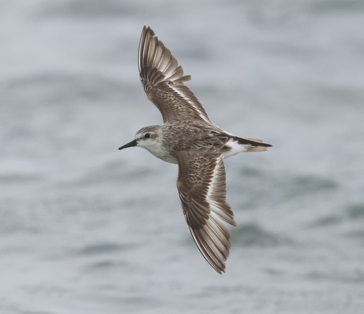 Red-necked Stint - ML644258413