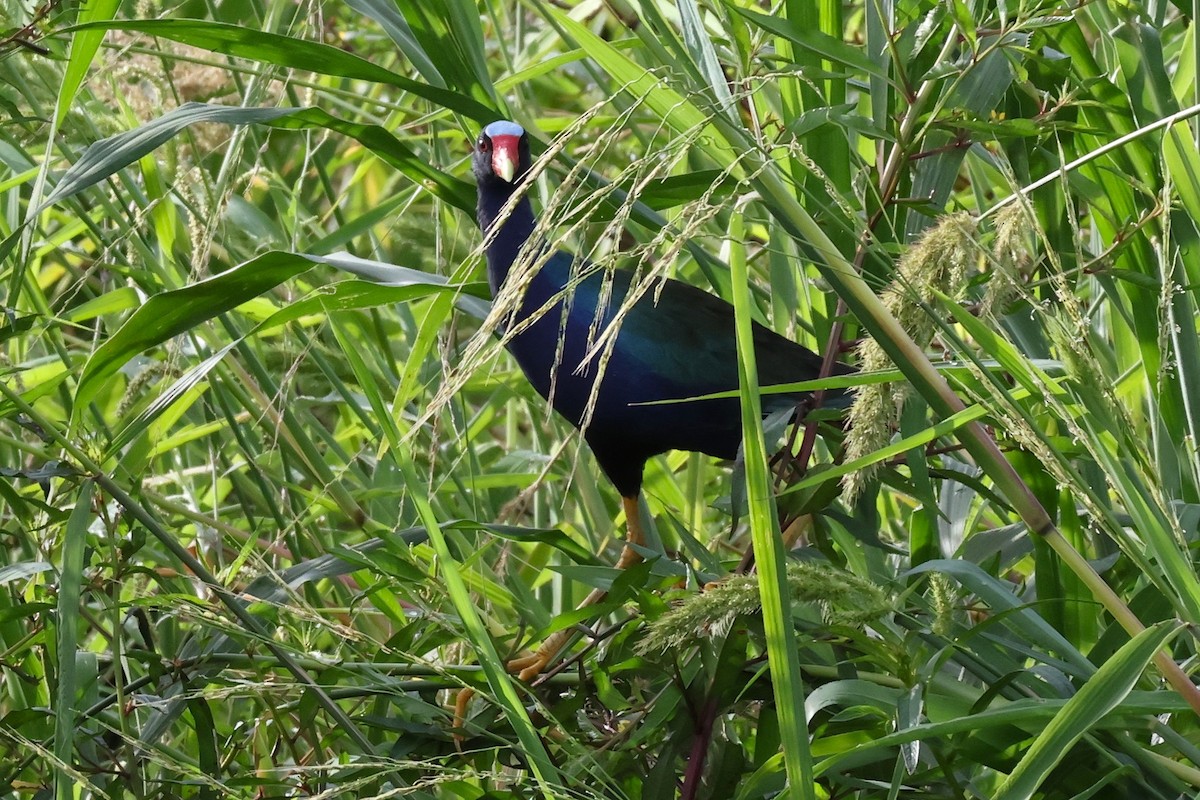 Uroilo urdin amerikarra - ML644258419