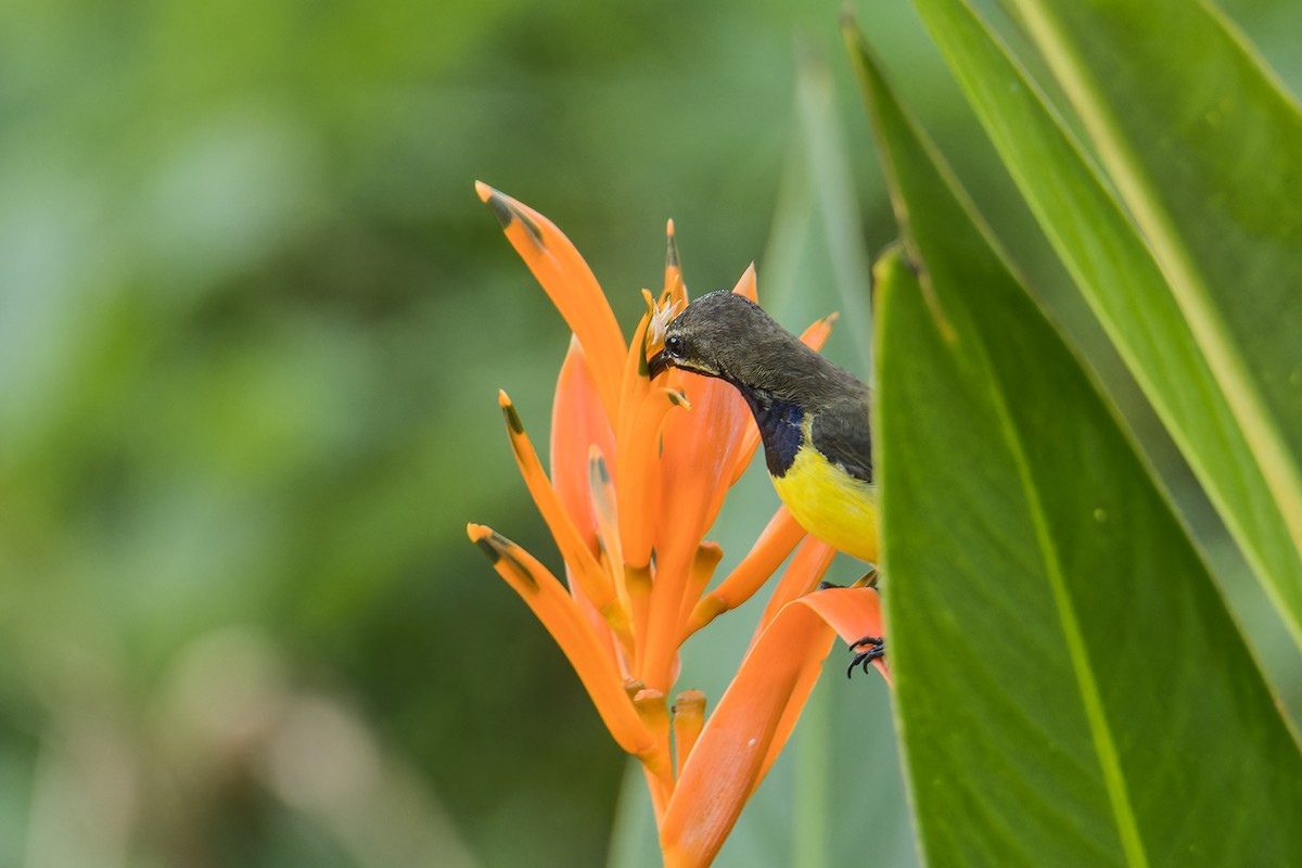 Sahul Sunbird - ML644258421