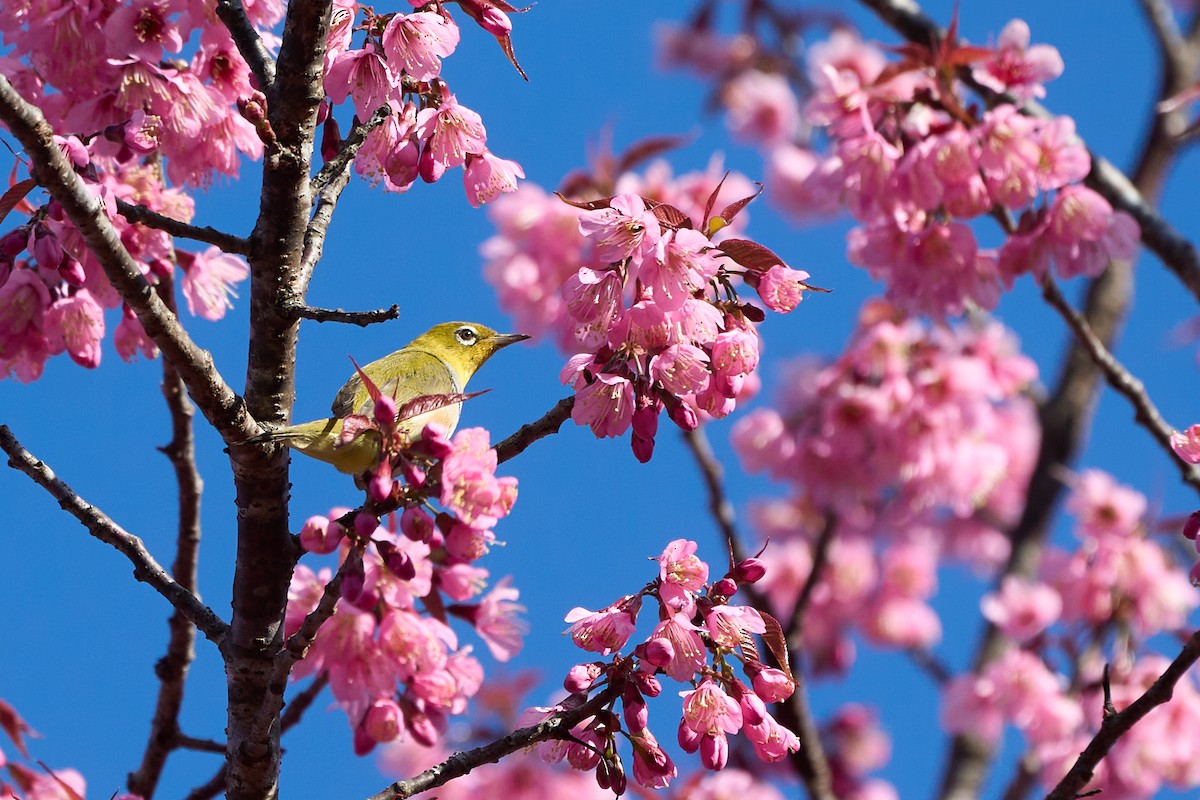 Anteojitos Flanquirrufo - ML644258422