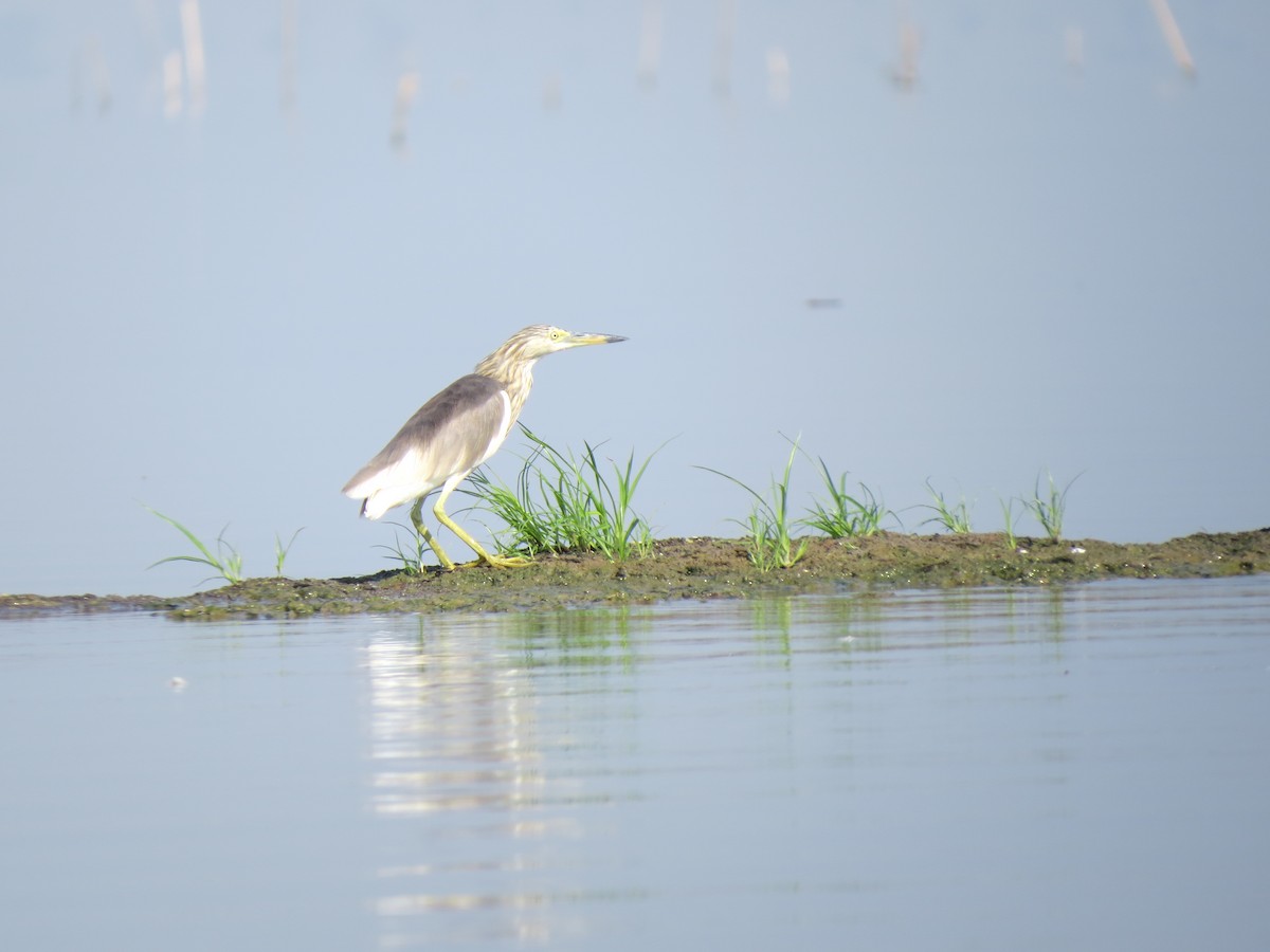 Javan Pond-Heron - ML644258423