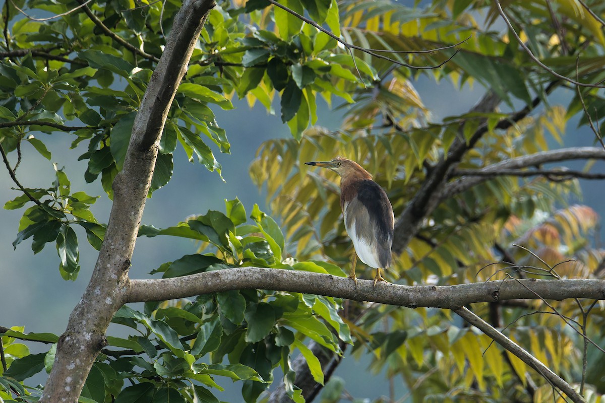 Javan Pond-Heron - ML644258433