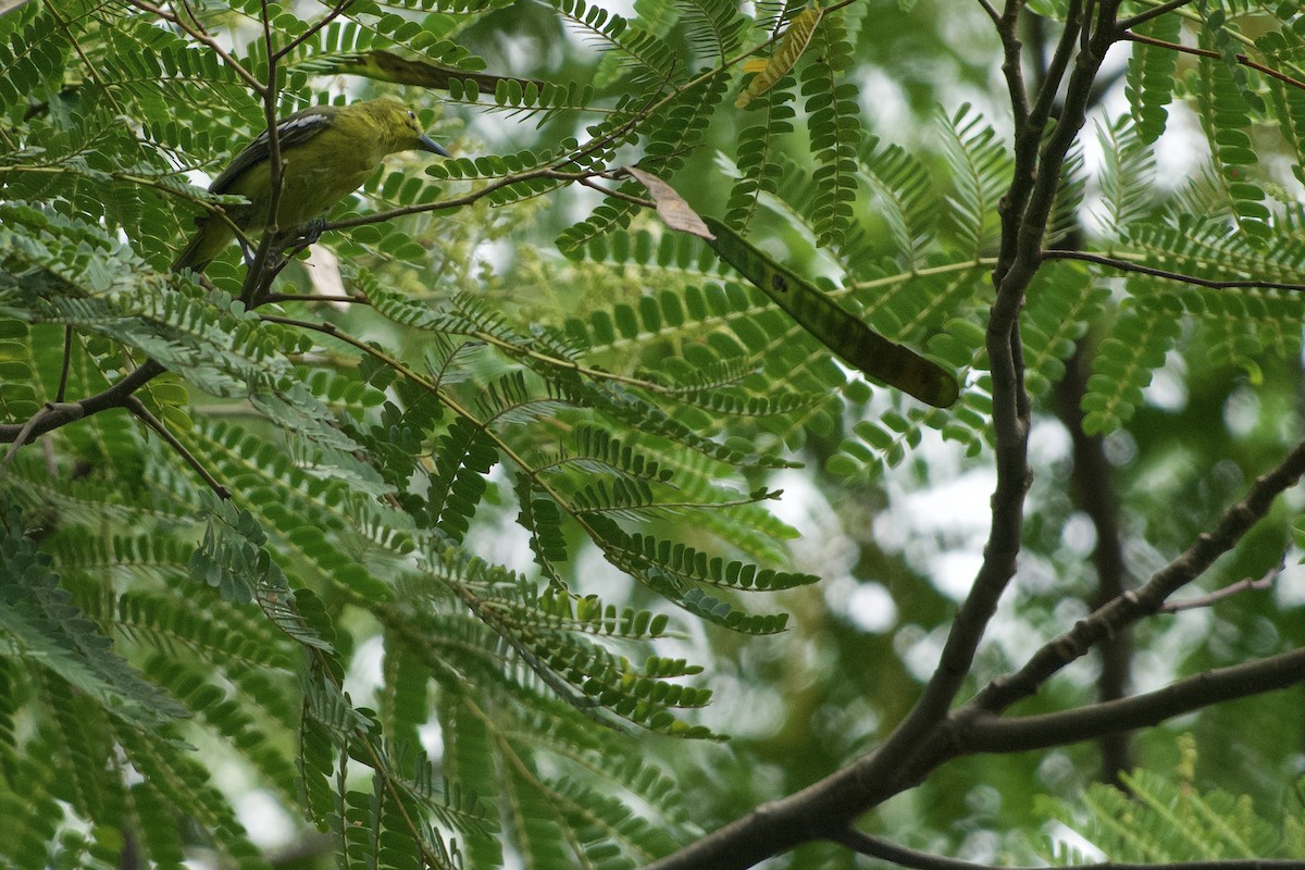 Common Iora - ML644258436