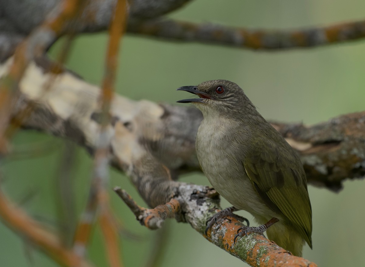 Olive-winged Bulbul - ML644258443