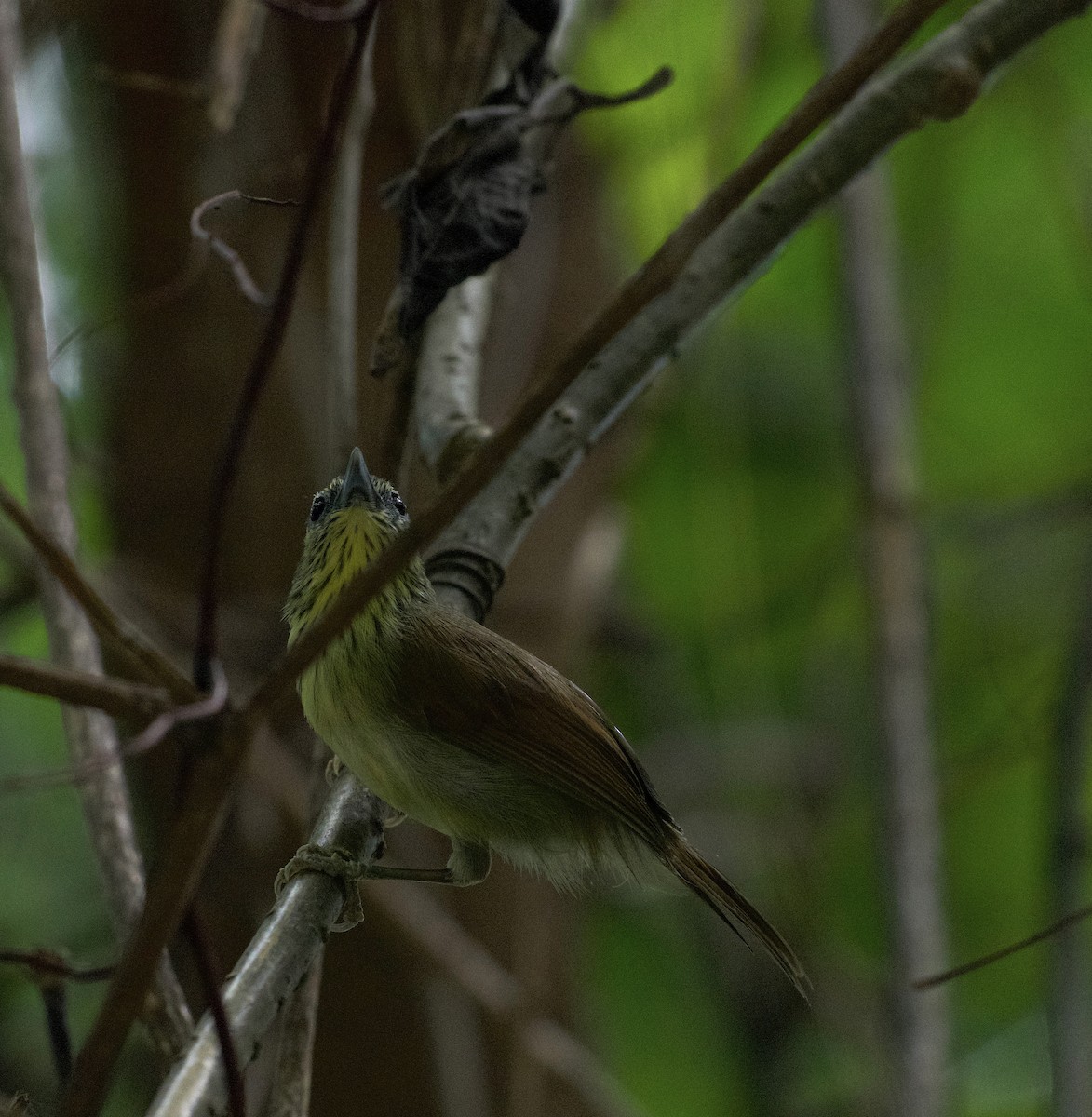 Timalie à gorge striée - ML644258446