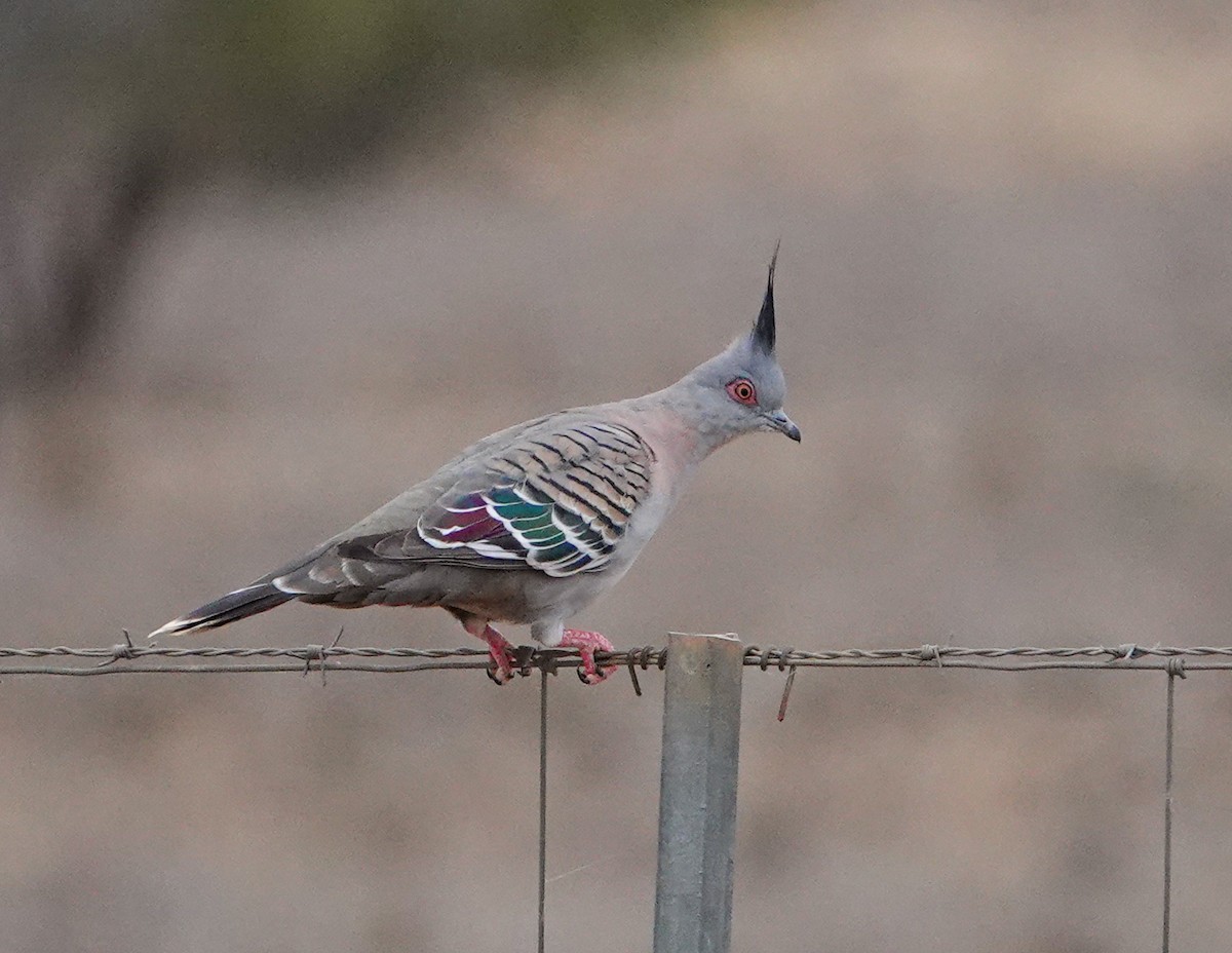 Spitzschopftaube - ML644258458