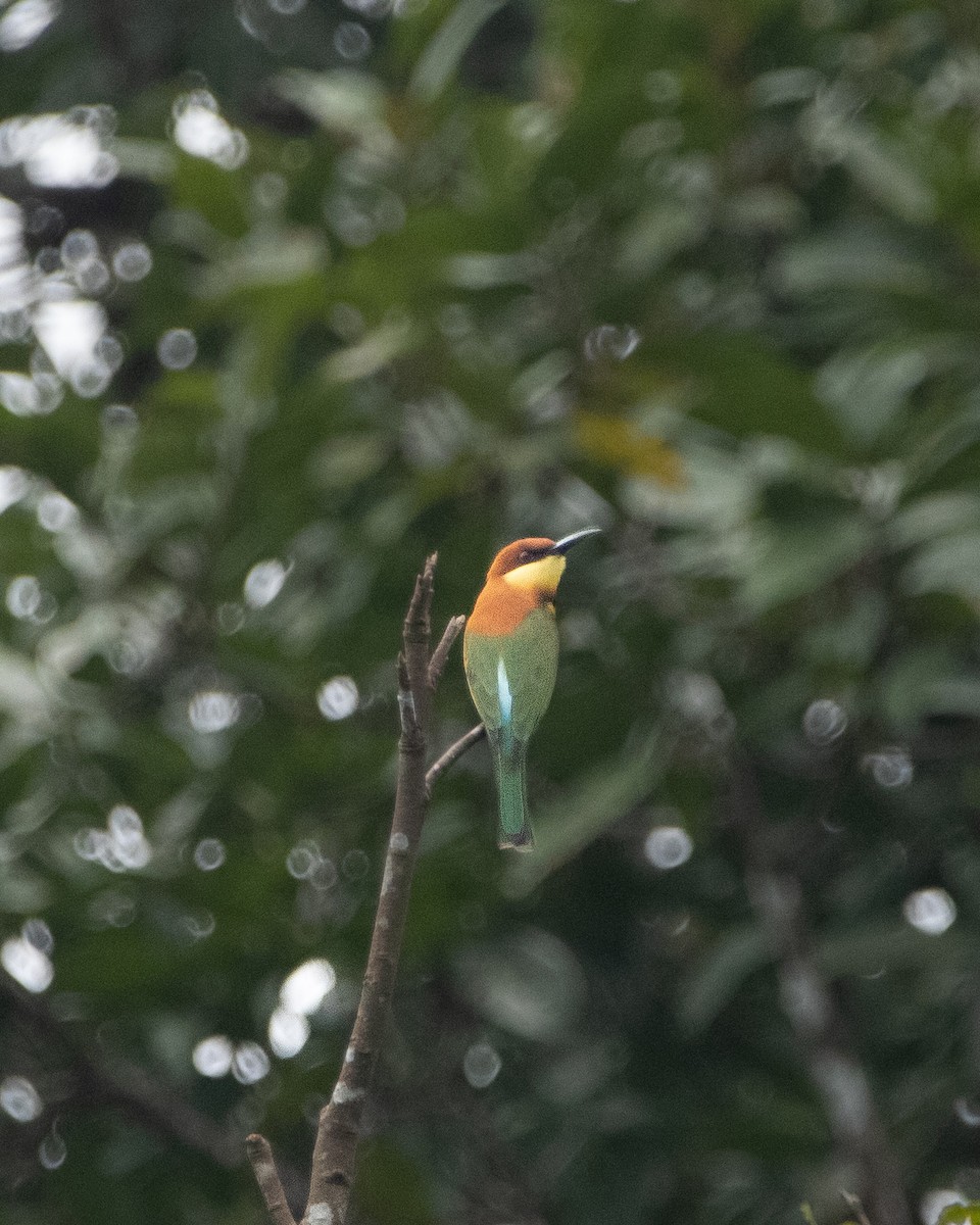 Chestnut-headed Bee-eater - ML644258459