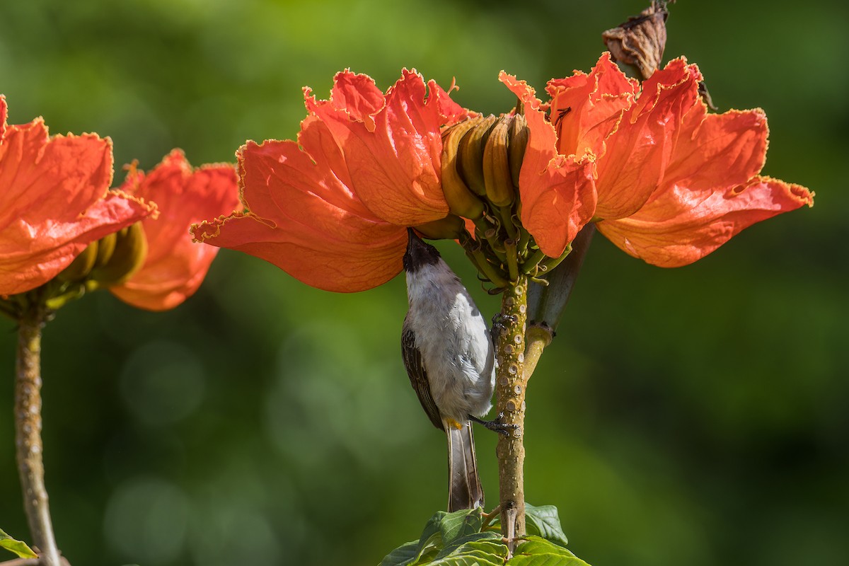 Sooty-headed Bulbul - ML644258468