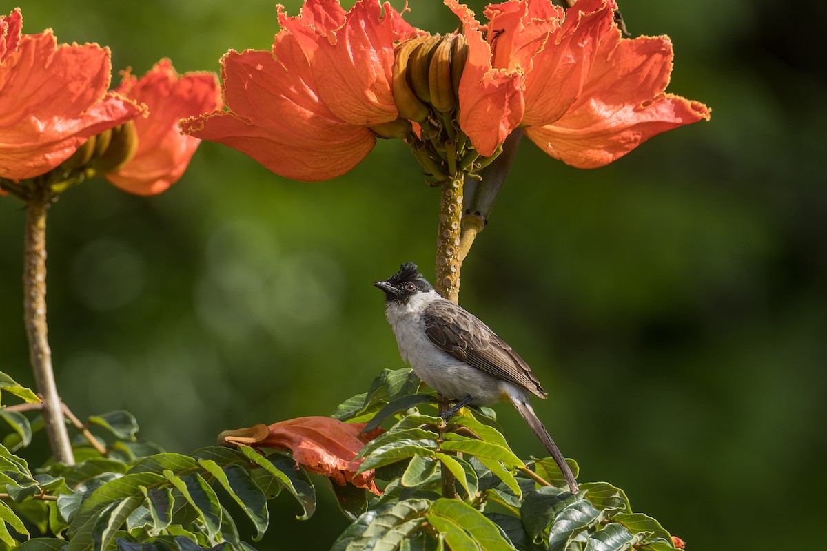 Sooty-headed Bulbul - ML644258469