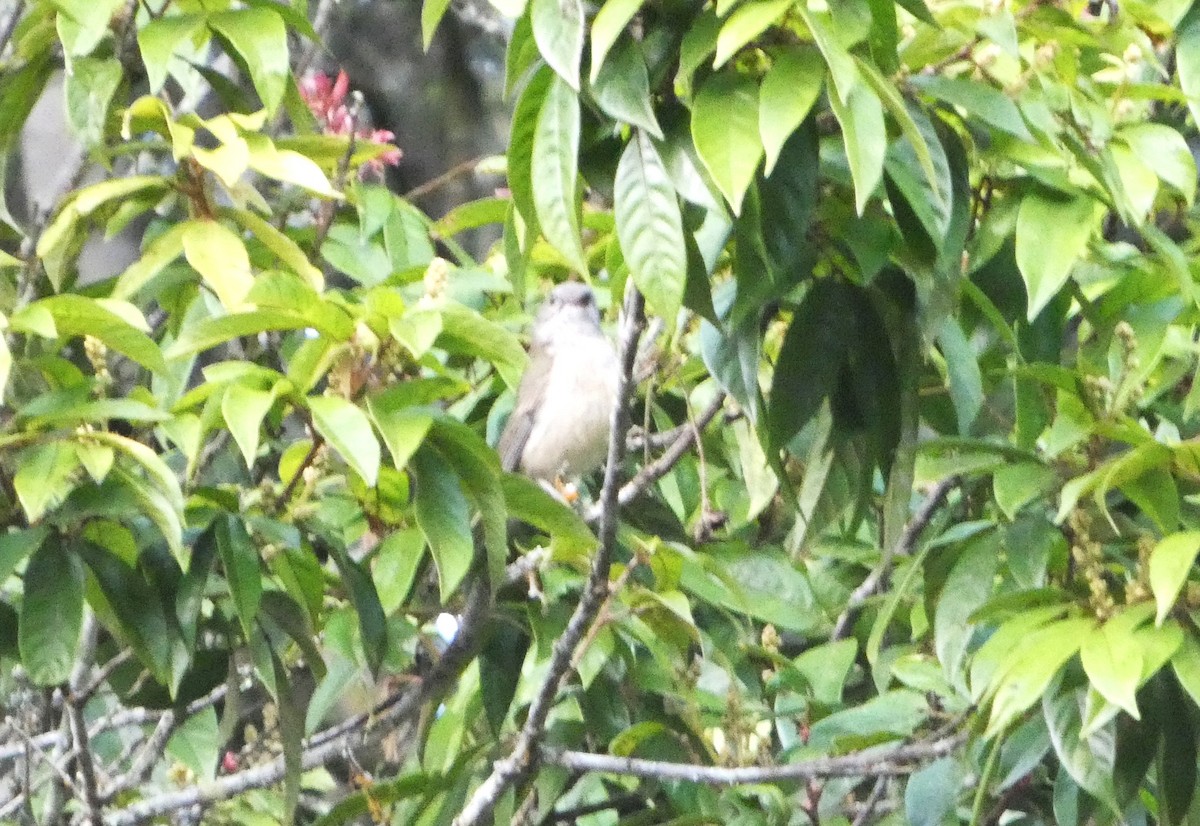 Gelbbauch-Dickkopf [pectoralis-Gruppe] - ML644258470