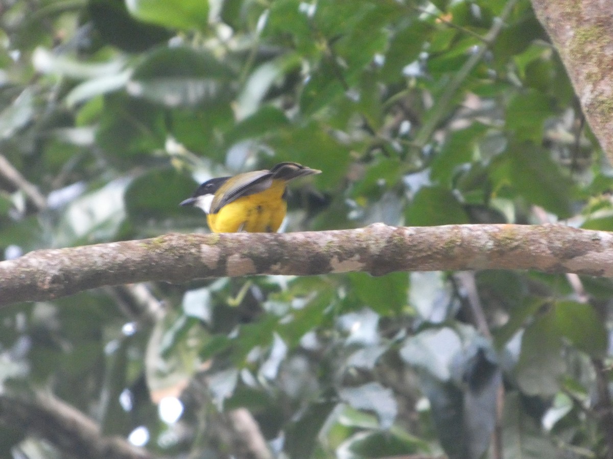 Gelbbauch-Dickkopf [pectoralis-Gruppe] - ML644258471