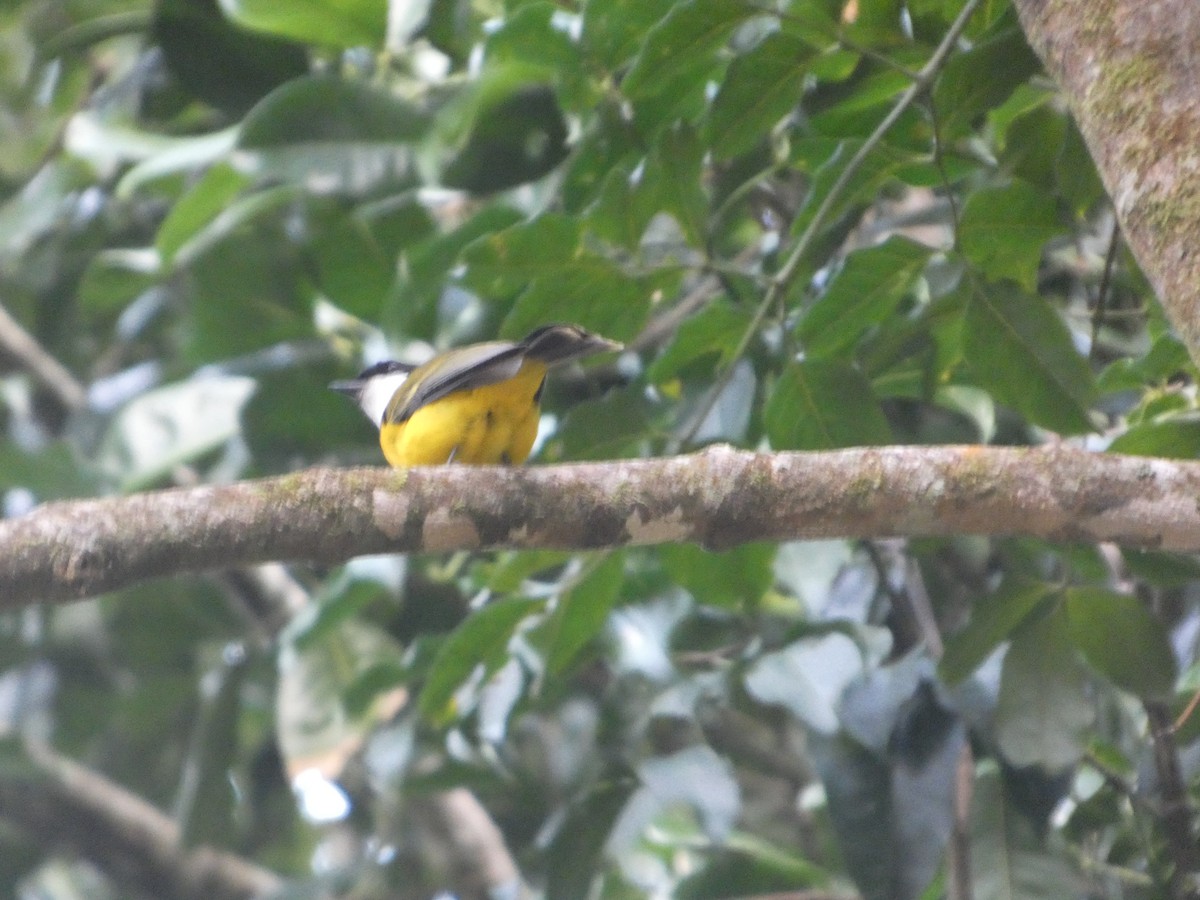 Gelbbauch-Dickkopf [pectoralis-Gruppe] - ML644258472