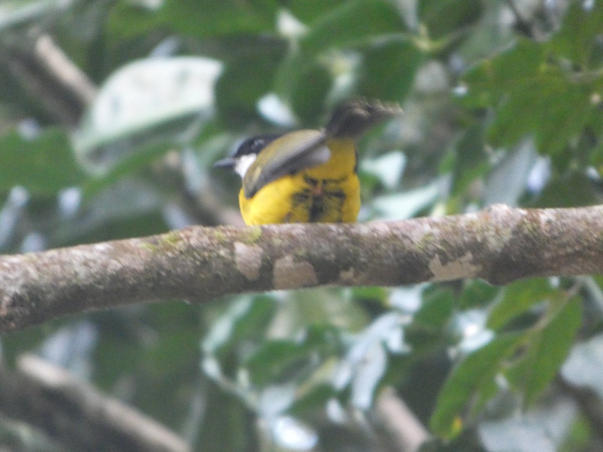 Gelbbauch-Dickkopf [pectoralis-Gruppe] - ML644258474