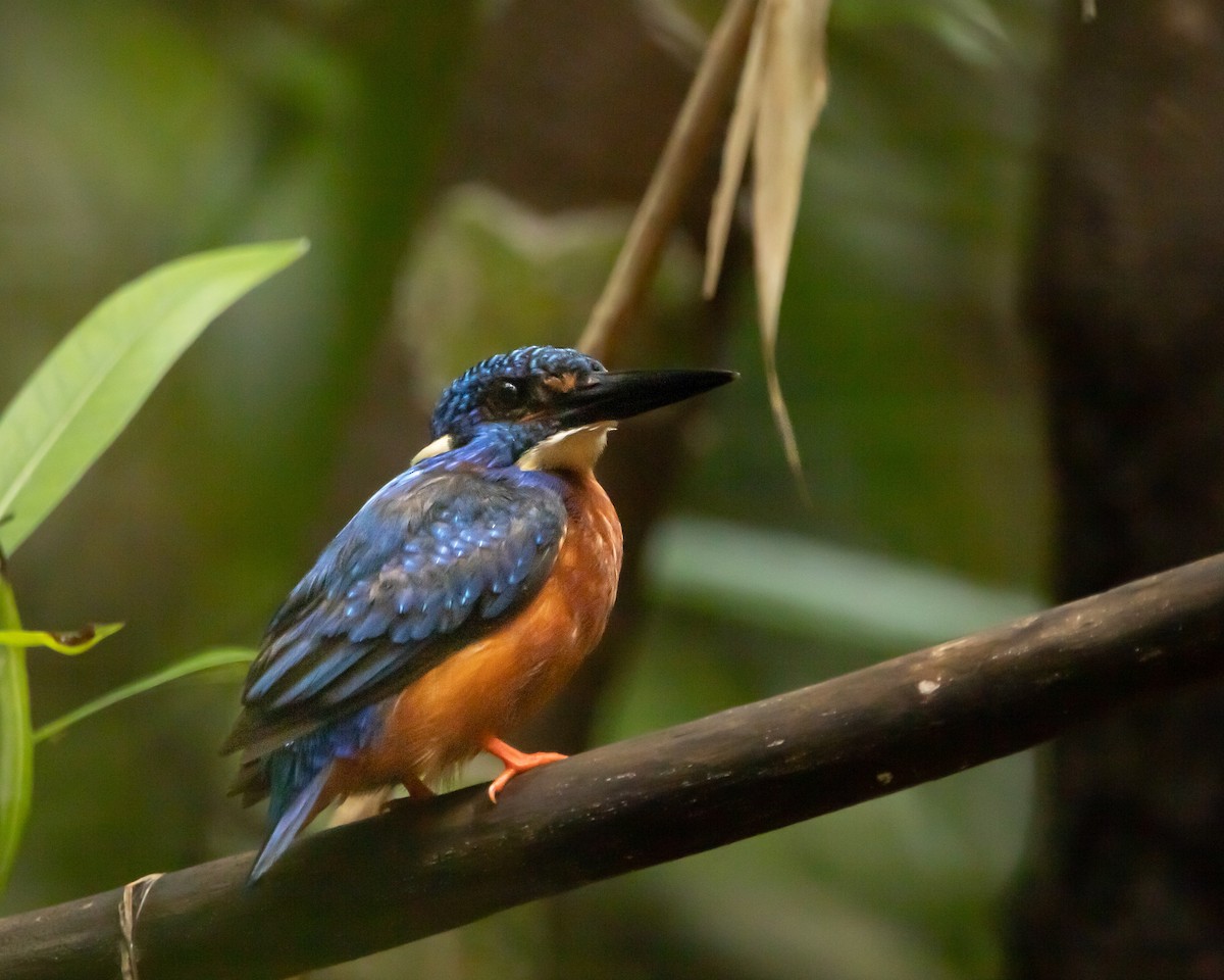Blue-eared Kingfisher - ML644258477