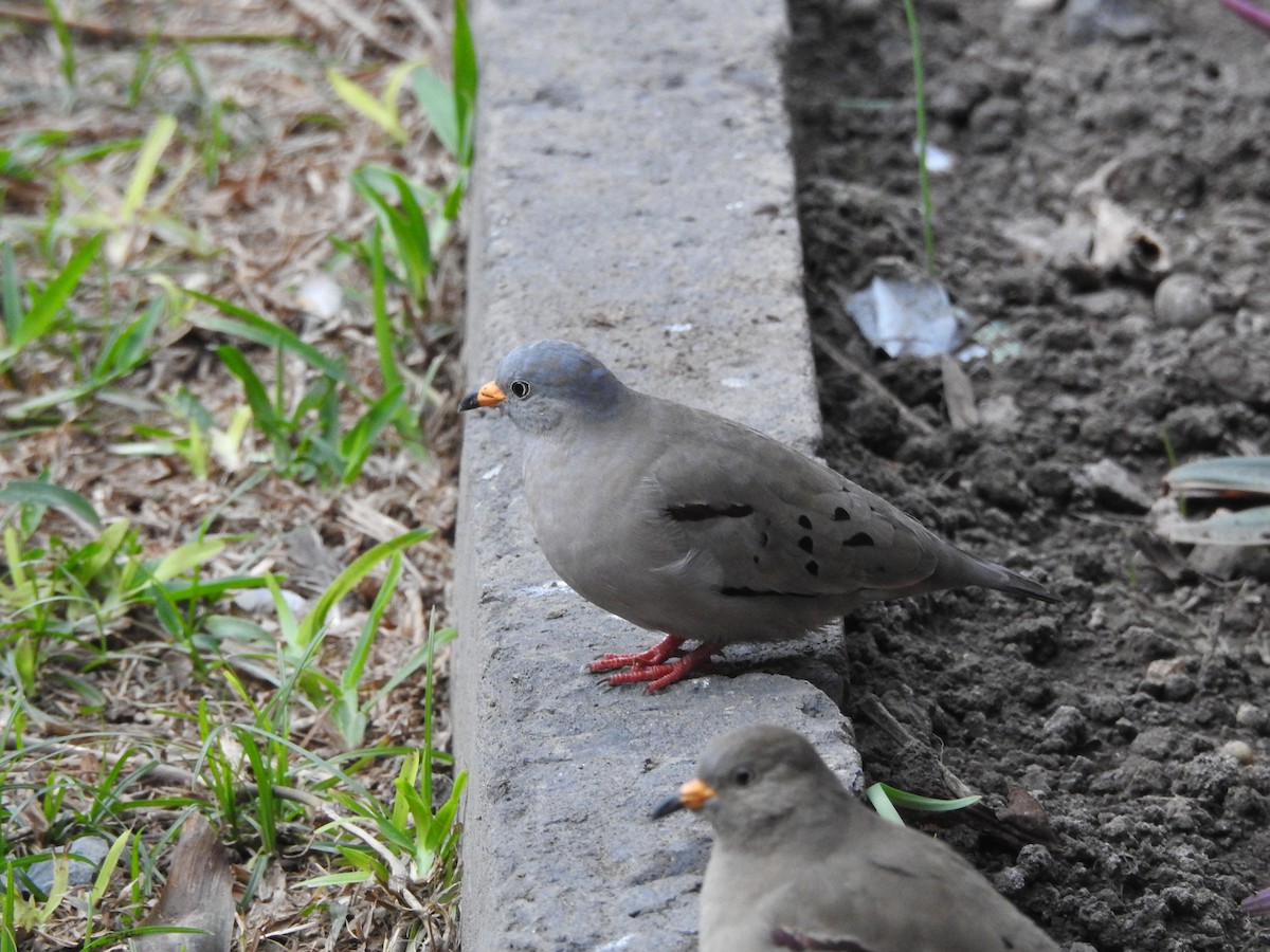 kvekkedue - ML644258484