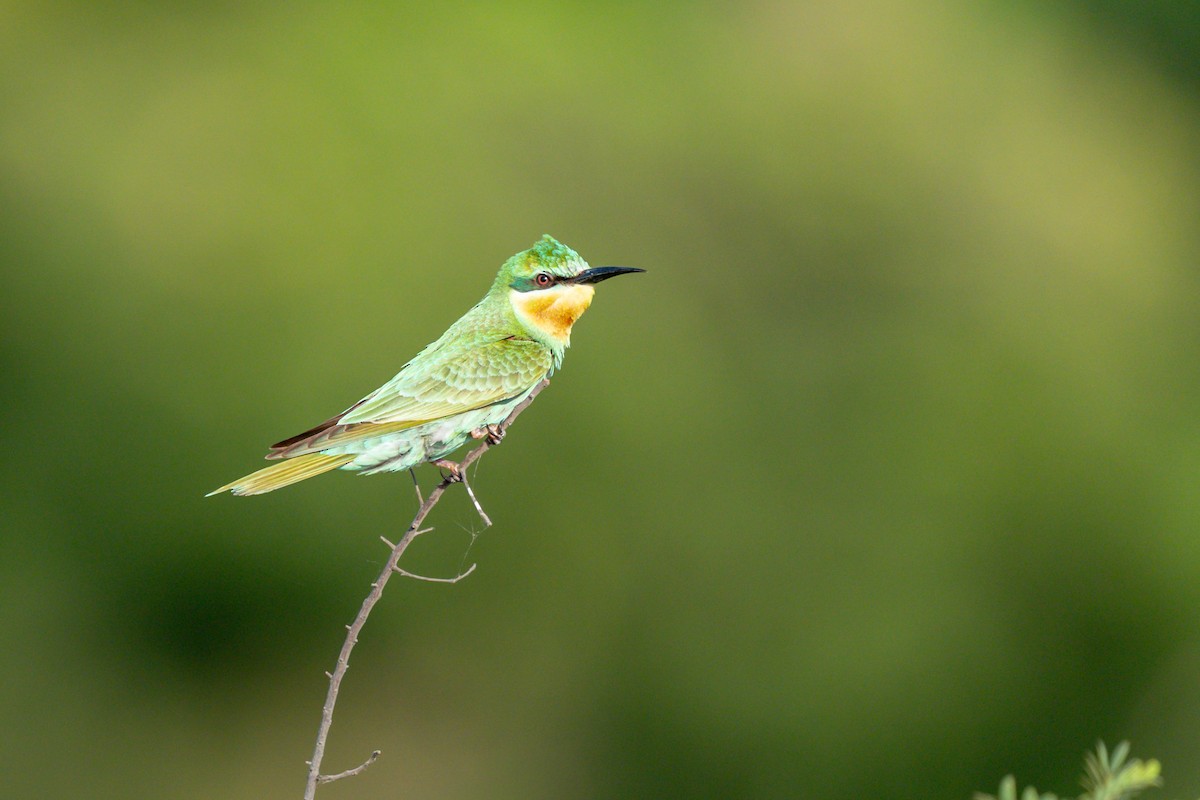 blåkinnbieter - ML644258485