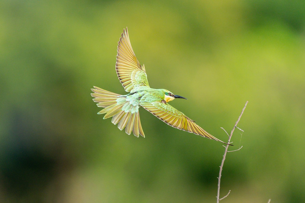 blåkinnbieter - ML644258486