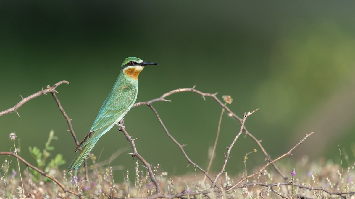 blåkinnbieter - ML644258487