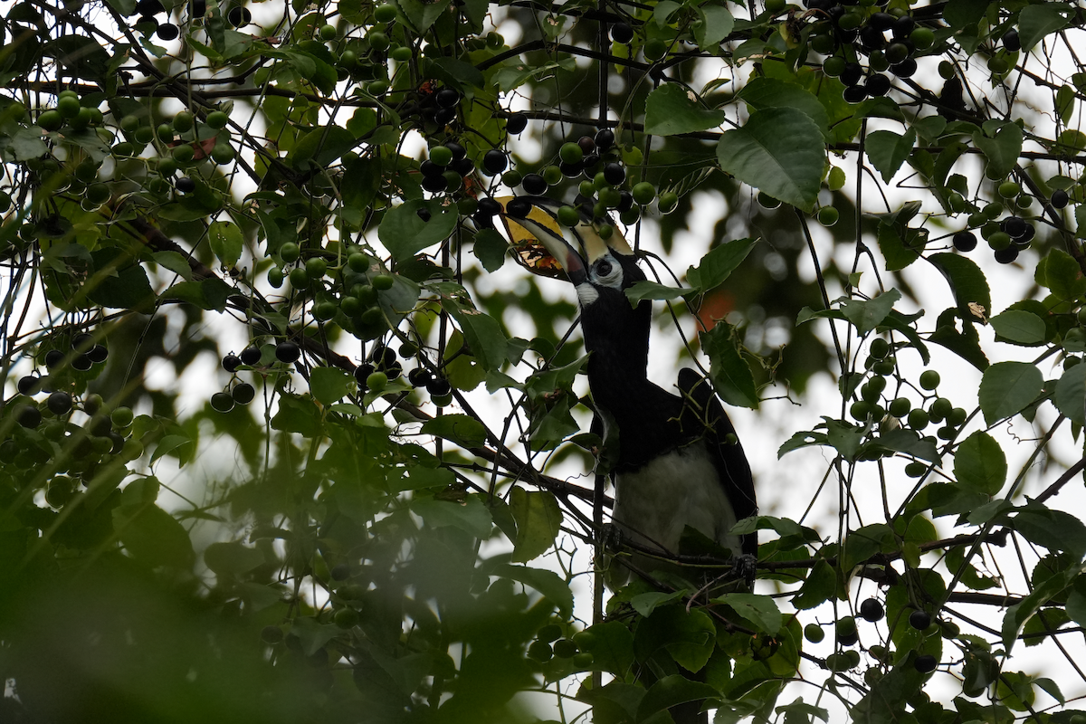 キタカササギサイチョウ - ML644258488