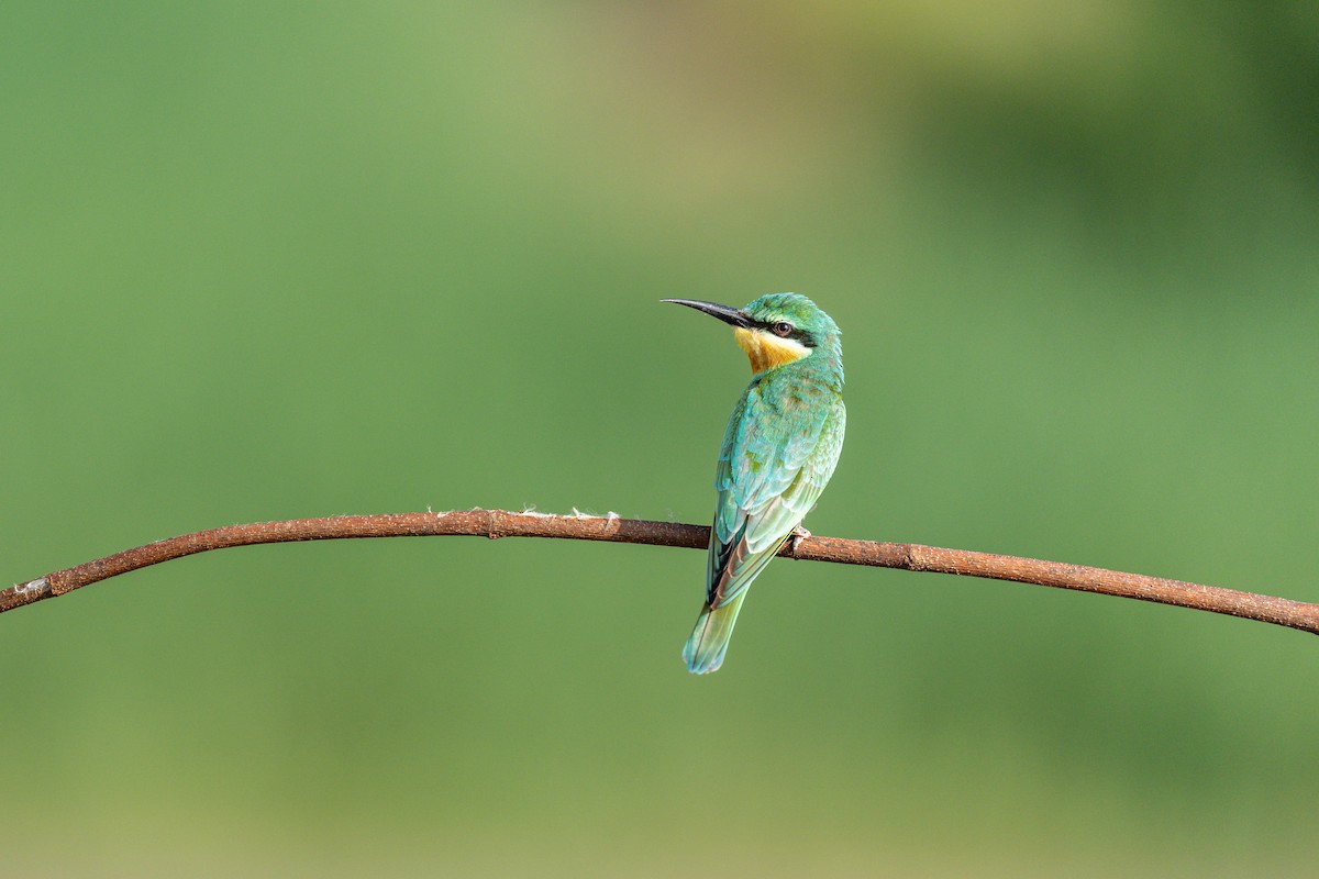 blåkinnbieter - ML644258489