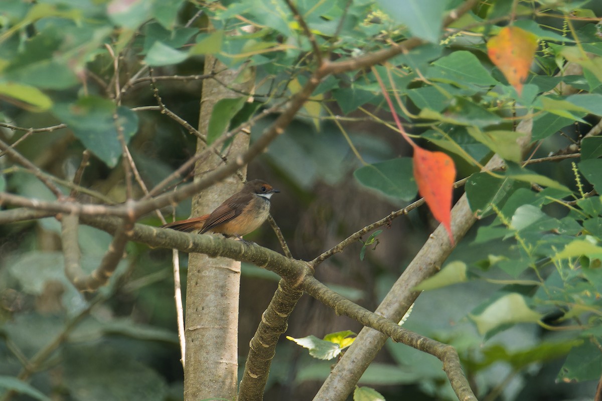 sulawesiviftestjert - ML644258494