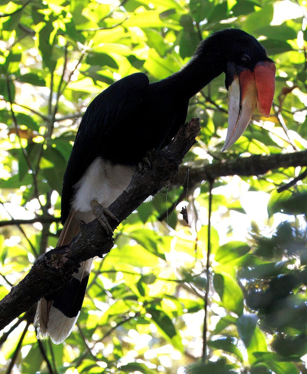 Rhinoceros Hornbill - ML644258507
