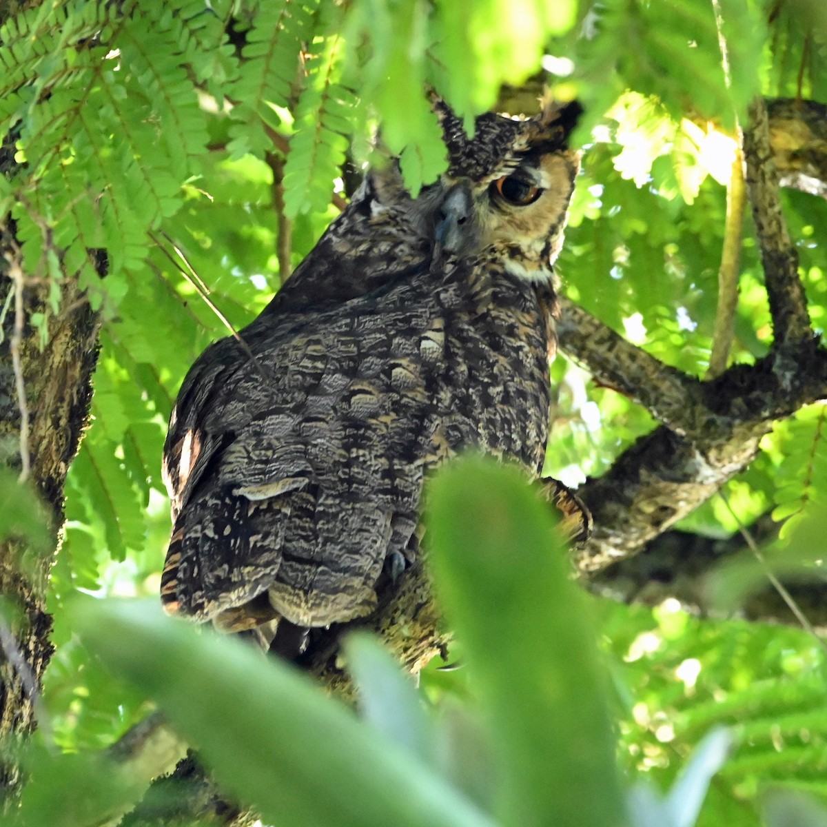 Great Horned Owl - ML644258522