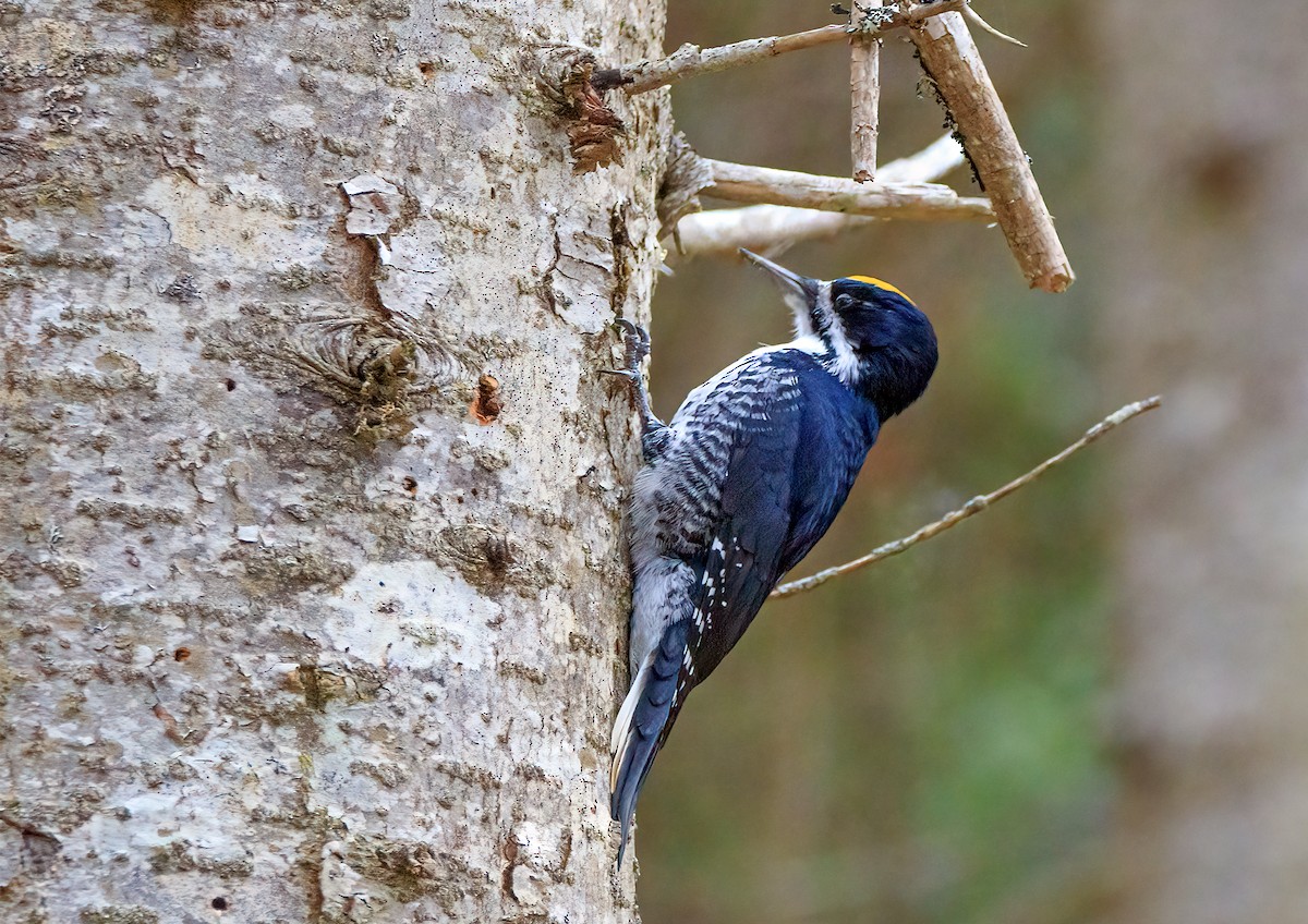 Black-backed Woodpecker - ML644258524