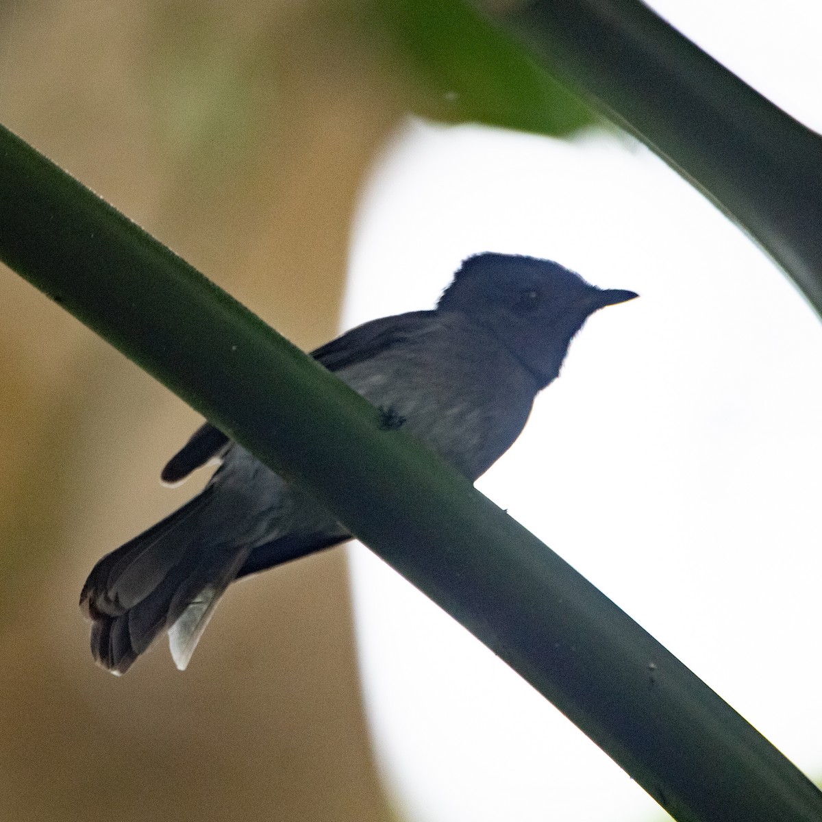 Tchitrec azuré - ML644258529