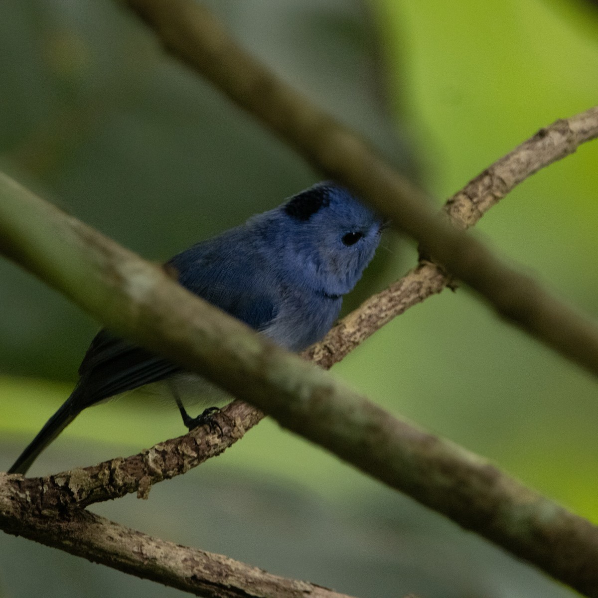 Tchitrec azuré - ML644258531