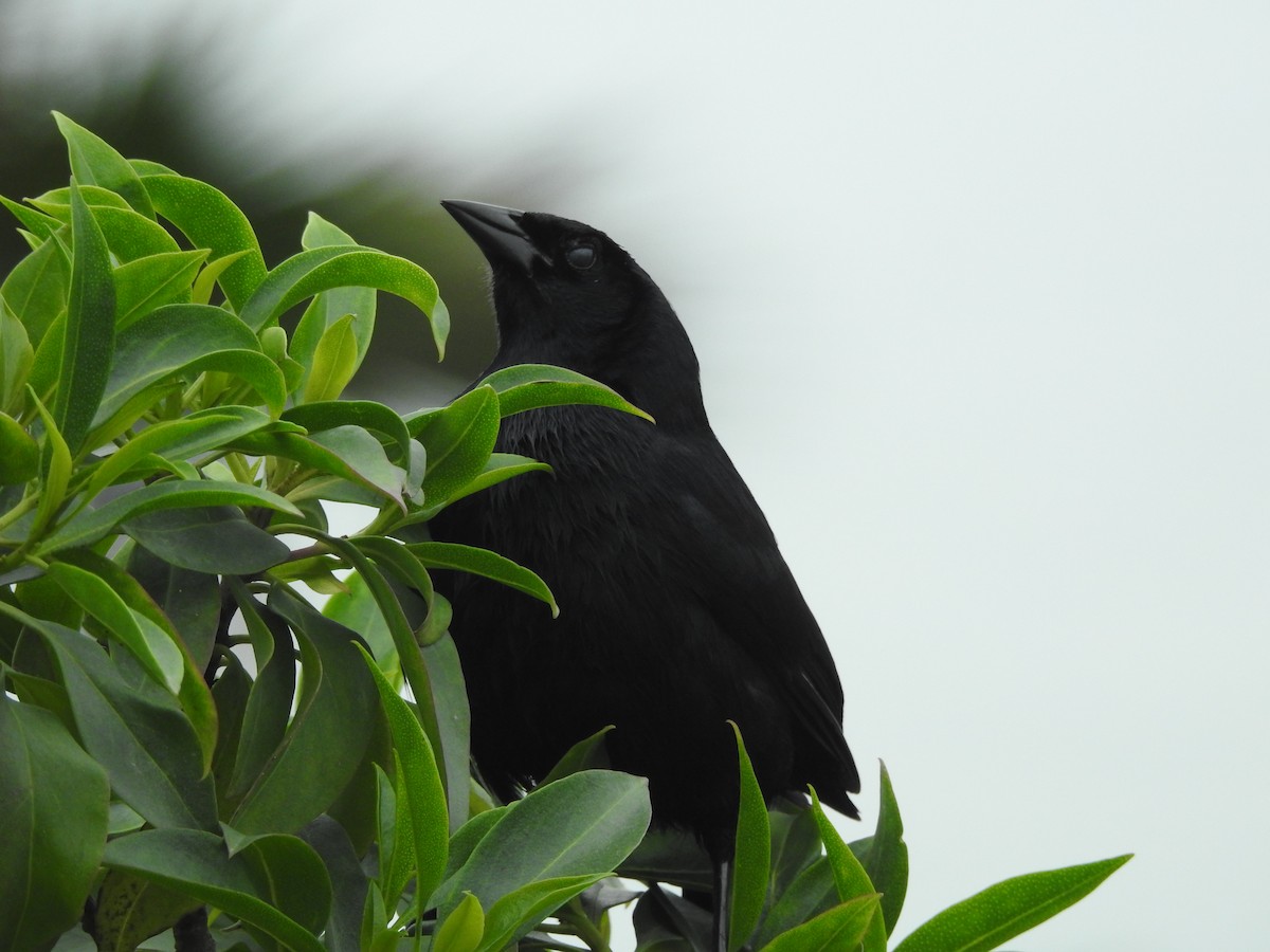Scrub Blackbird - ML644258536