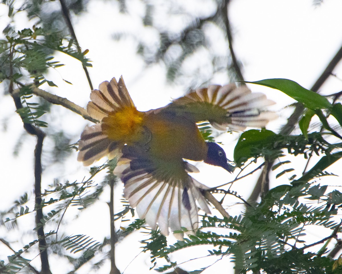 Flame-throated Bulbul - ML644258538