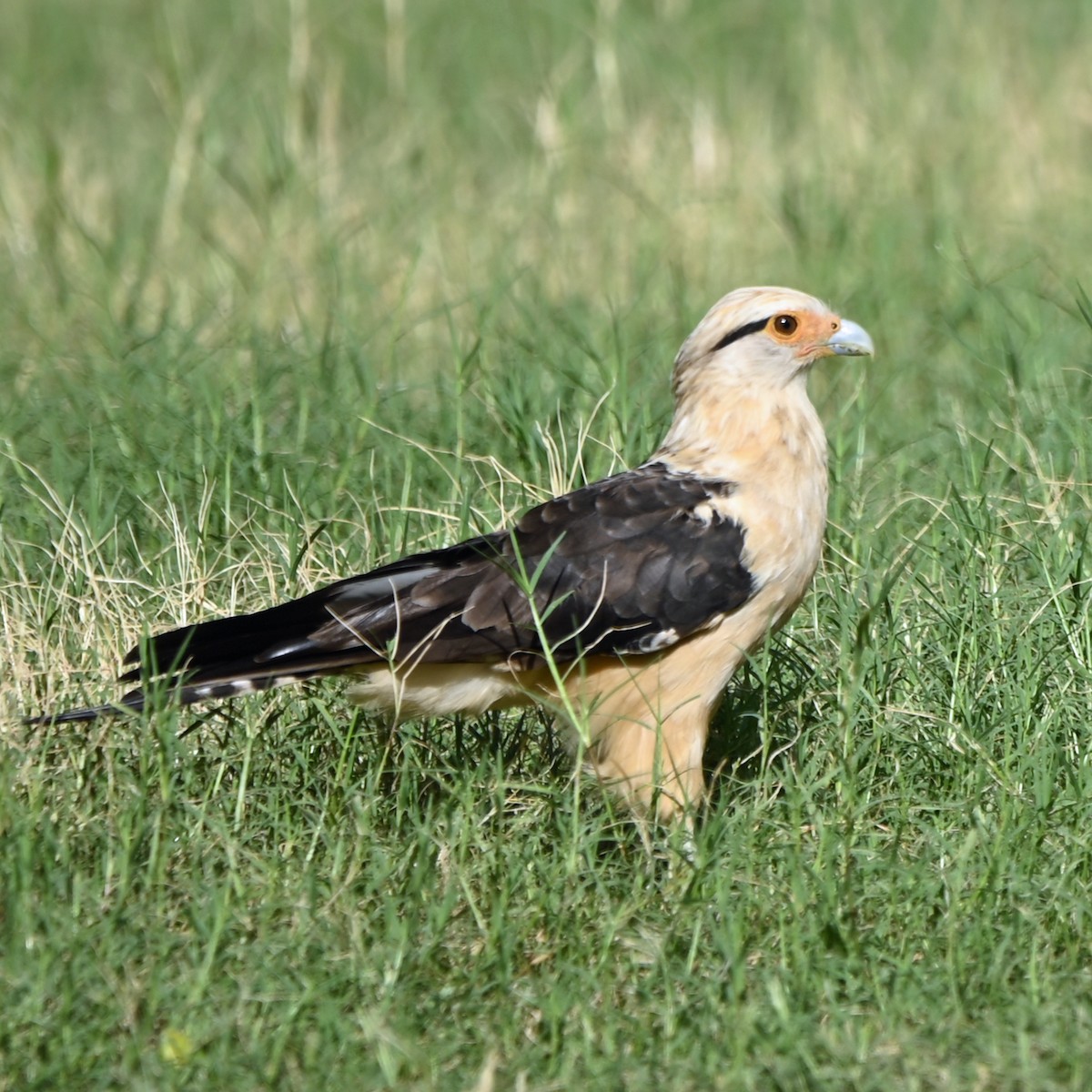 Yellow-headed Caracara - ML644258543