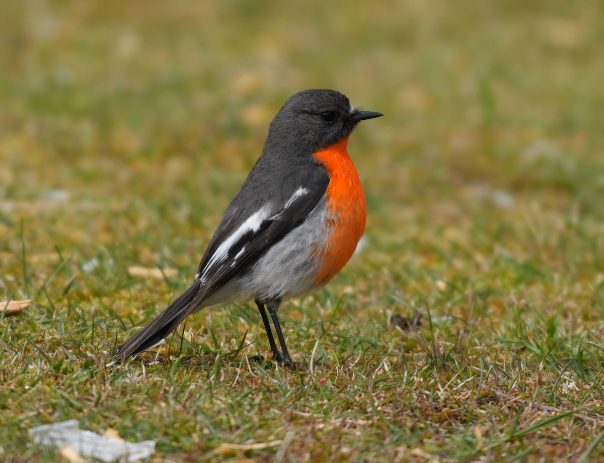 flammeflueskvett - ML644258547