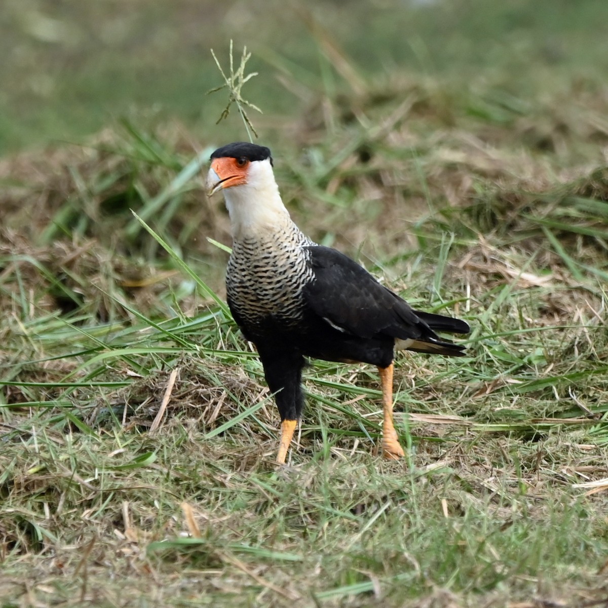 Crested Caracara - ML644258556