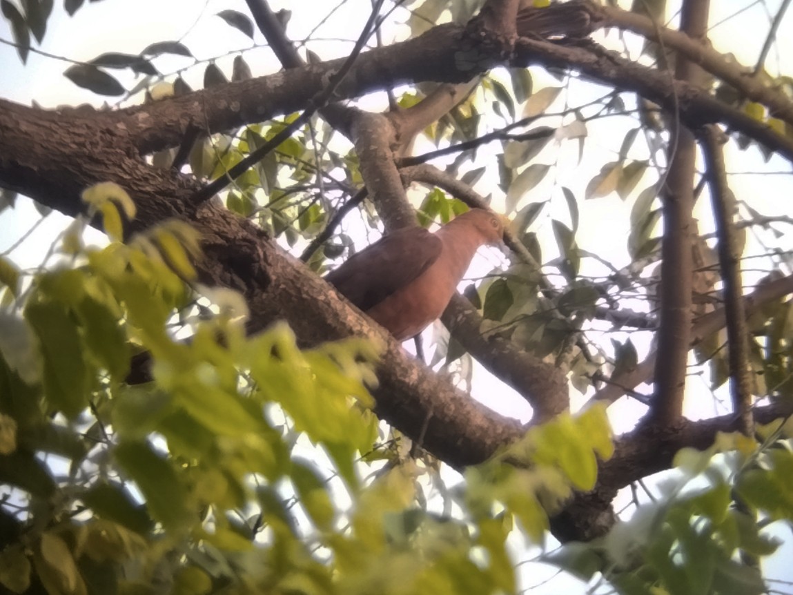 Горлиця філіпінська - ML644258563