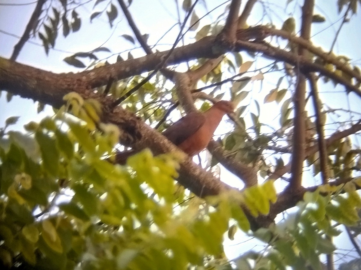 Горлиця філіпінська - ML644258564