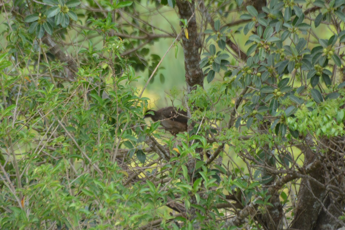 Speckled Chachalaca - ML644258578