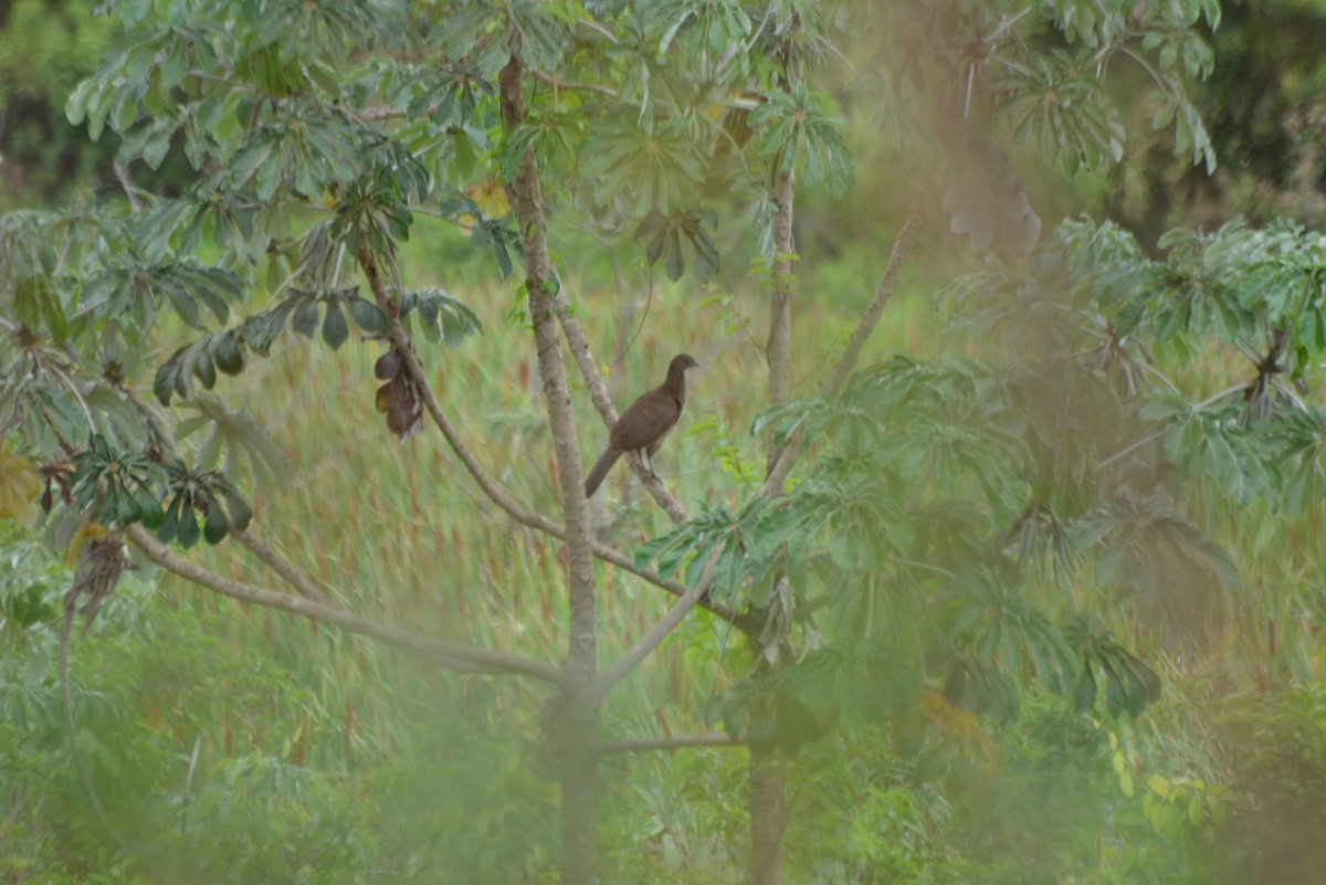Speckled Chachalaca - ML644258579