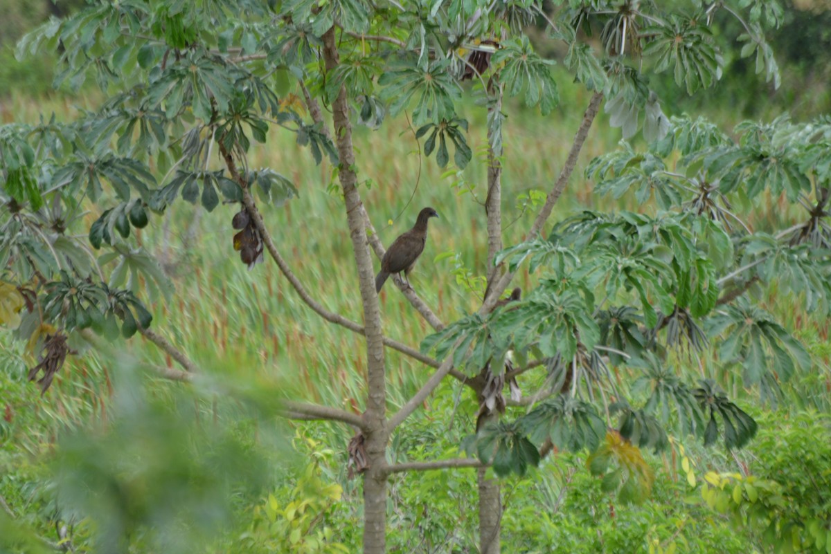 Speckled Chachalaca - ML644258580