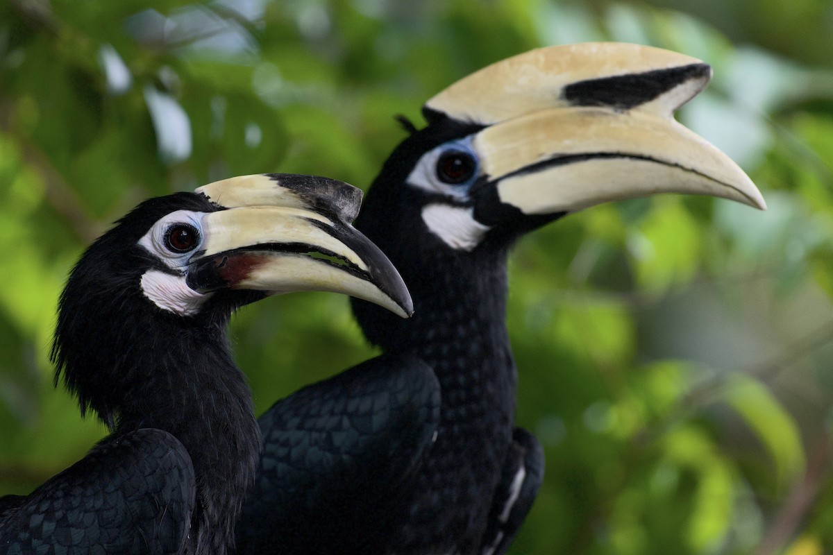 キタカササギサイチョウ - ML644258581