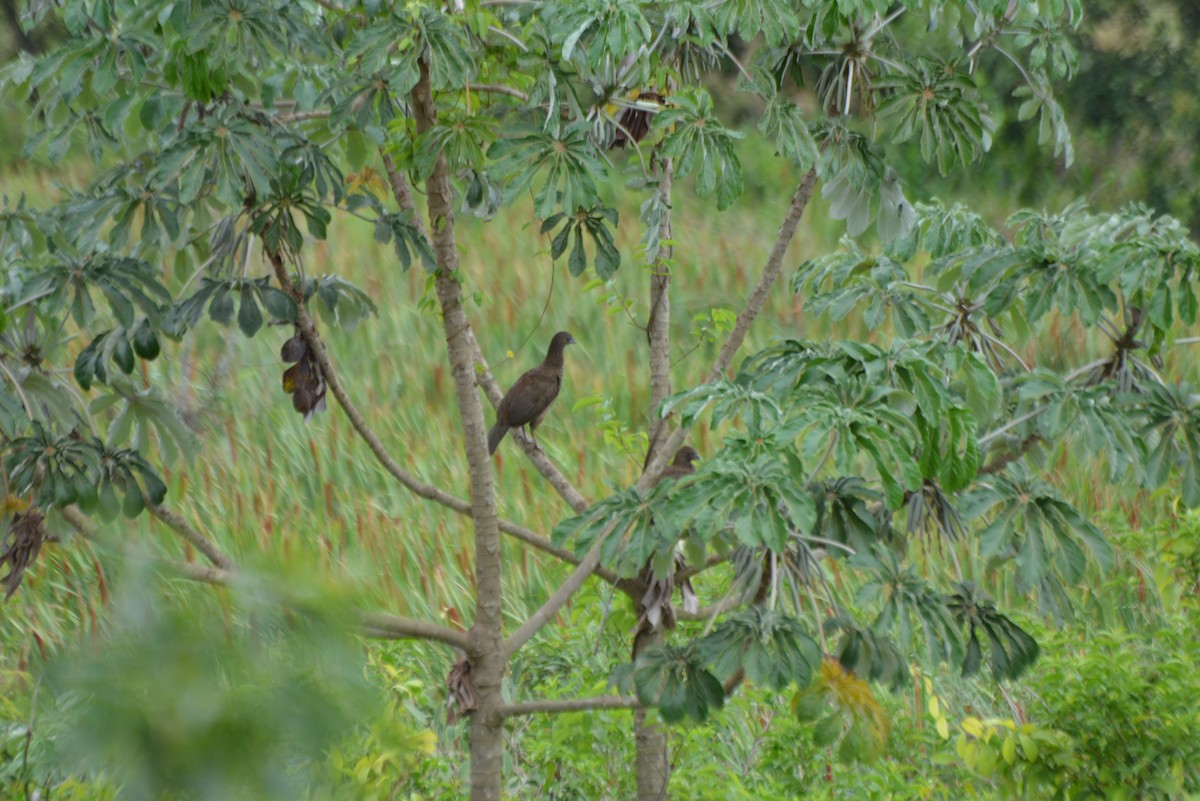 Speckled Chachalaca - ML644258584