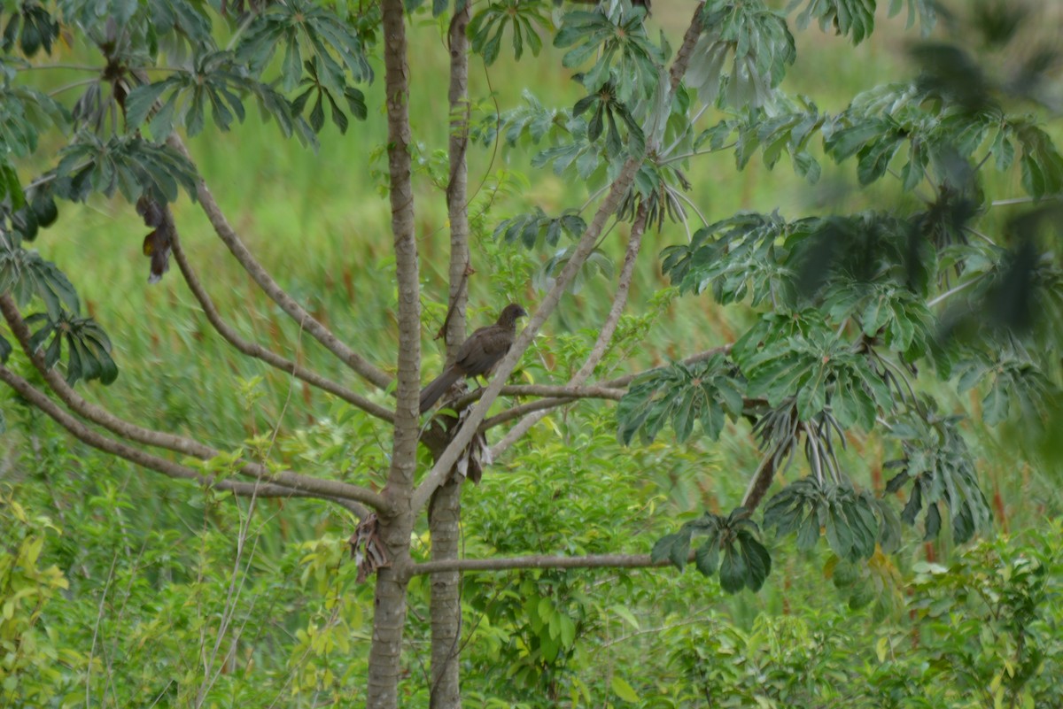 Speckled Chachalaca - ML644258585